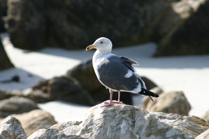 Pebble Beach California Gull
